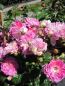 Preview: Rosa Aristide Briant
